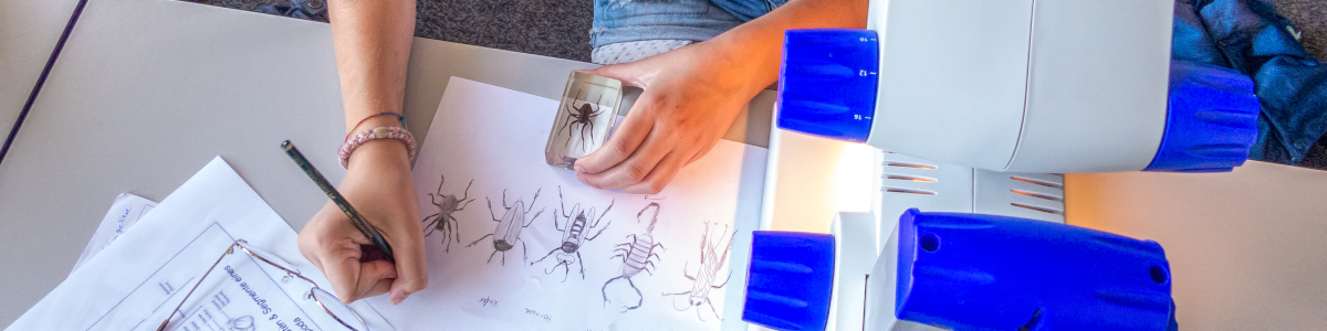 Schülerin zeichnet Insekten