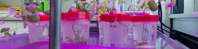 Plants in laboratory